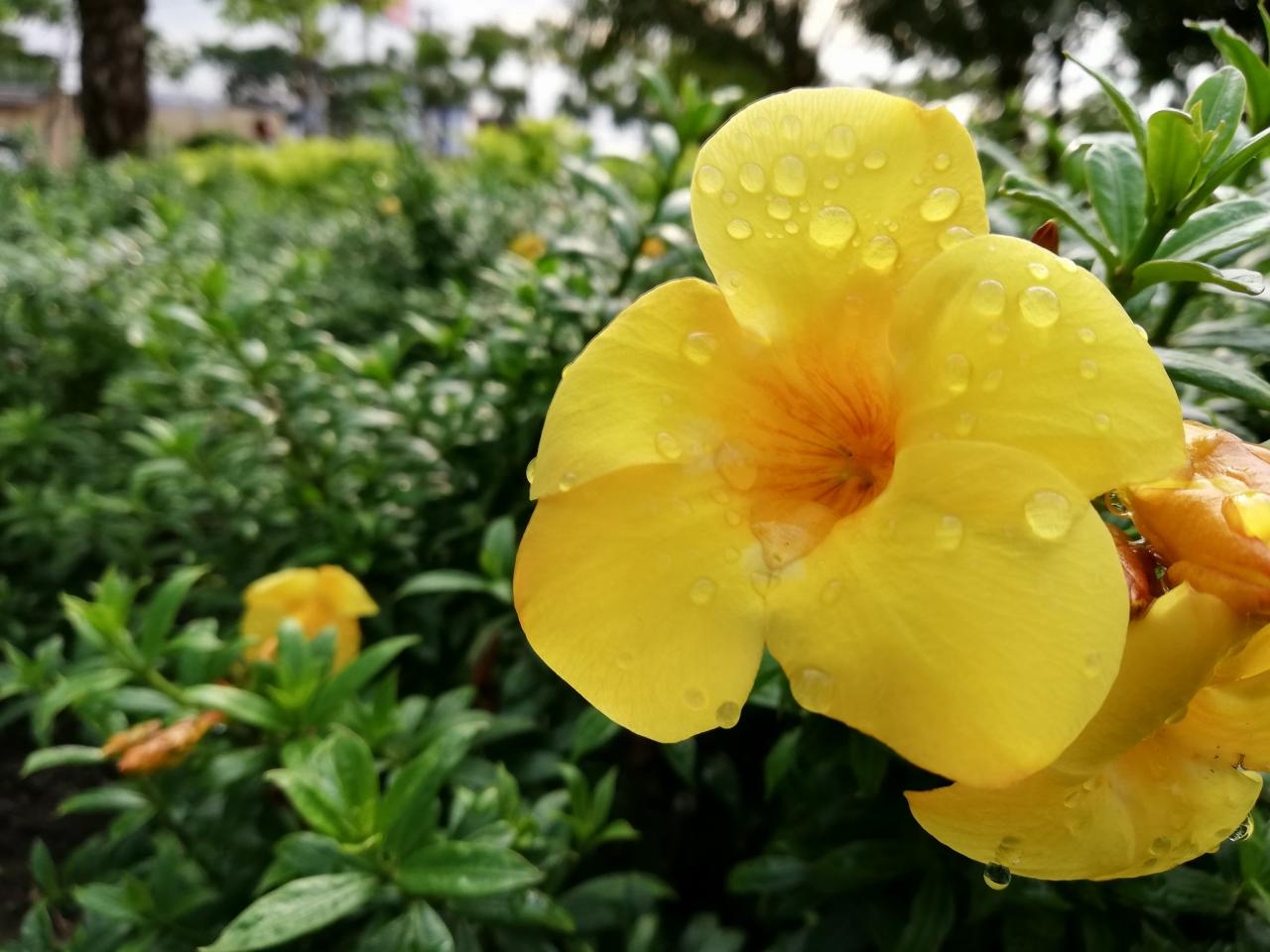 Ảnh trong điều kiện thiếu sáng cho màu sắc có phần nịnh mắt và độ chi tết cũng rất tốt