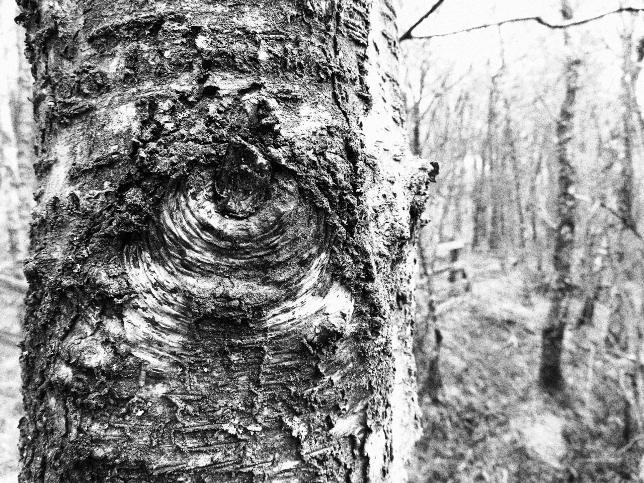 powershot-sx740-hs-sample-textures-tree-knot_260027303455669.jpg Đang tải powershot-sx740-hs-sample-textures-tree-knot_260027303455669.jpg…