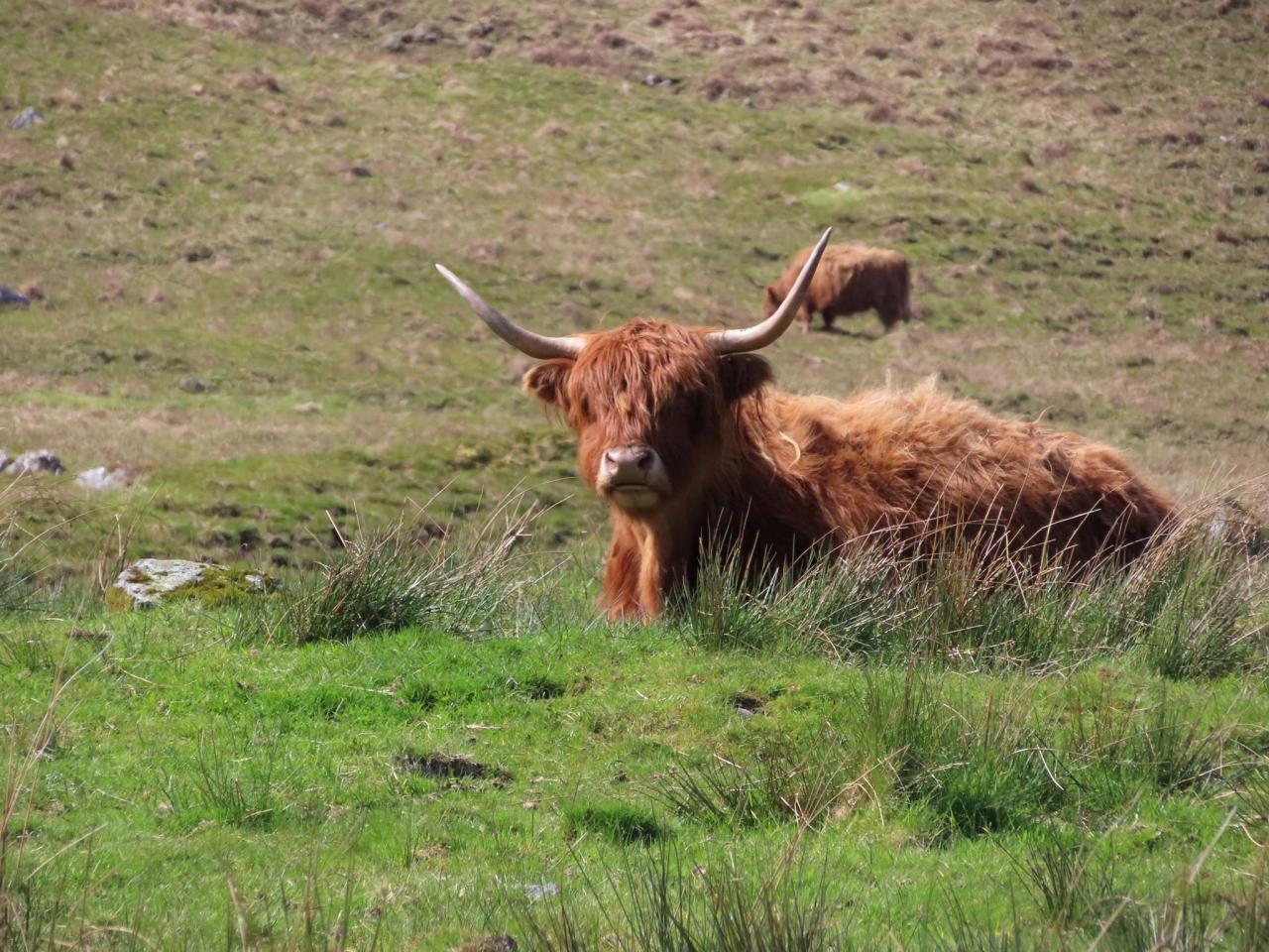 Đang tải powershot-sx740-hs-sample-zoom-highland-cow-6_543151426834967.jpg…