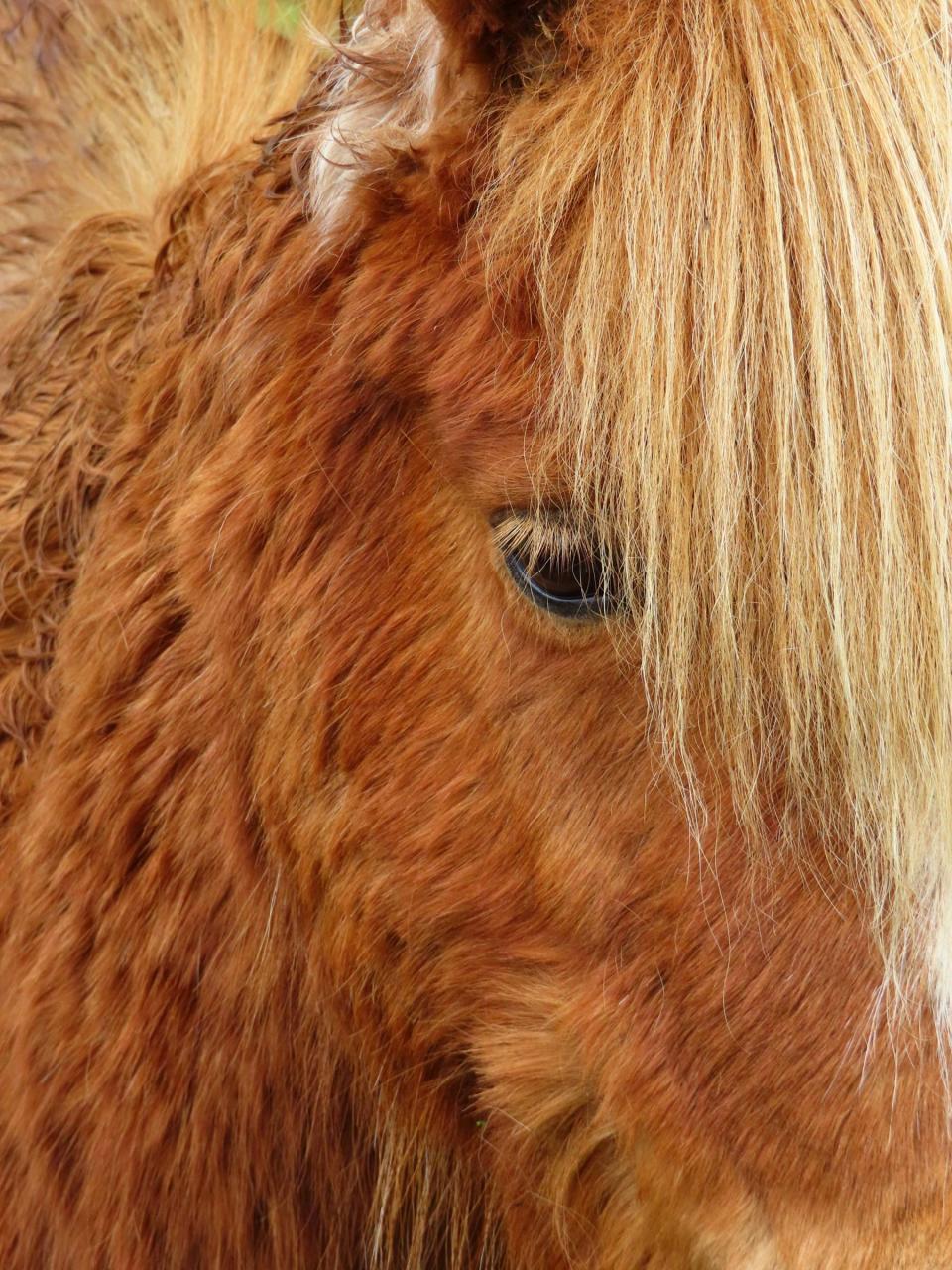 Đang tải powershot-sx740-hs-sample-textures-highland-pony-portrait_328675327359775.jpg…