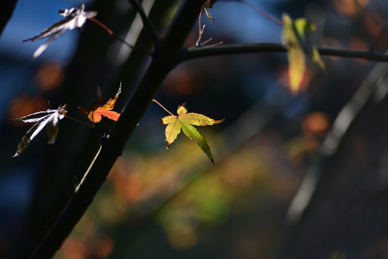 Kipon-ELEGANT-lenses-sample-photos1-768x512.jpg Đang tải Kipon-ELEGANT-lenses-sample-photos1-768x512.jpg…