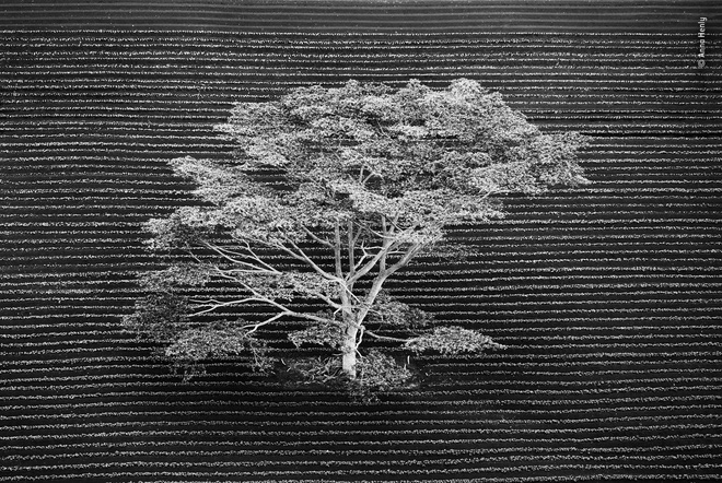 Cùng ngắm những tấm ảnh đẹp nhất trong cuộc thi The Wildlife Photographer of the Year 2018 - Ảnh 1. Cùng ngắm những tấm ảnh đẹp nhất trong cuộc thi The Wildlife Photographer of the Year 2018 - Ảnh 1.