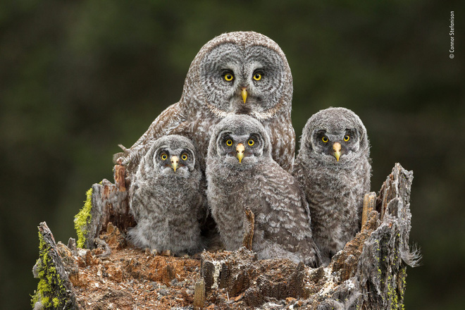 Cùng ngắm những tấm ảnh đẹp nhất trong cuộc thi The Wildlife Photographer of the Year 2018 - Ảnh 3. Cùng ngắm những tấm ảnh đẹp nhất trong cuộc thi The Wildlife Photographer of the Year 2018 - Ảnh 3.