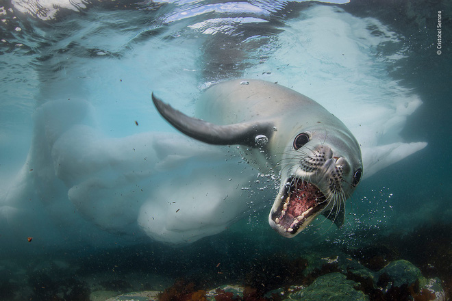 Cùng ngắm những tấm ảnh đẹp nhất trong cuộc thi The Wildlife Photographer of the Year 2018 - Ảnh 4. Cùng ngắm những tấm ảnh đẹp nhất trong cuộc thi The Wildlife Photographer of the Year 2018 - Ảnh 4.