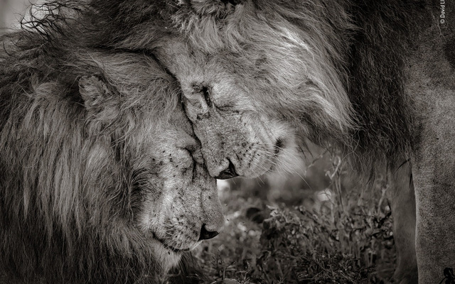 Cùng ngắm những tấm ảnh đẹp nhất trong cuộc thi The Wildlife Photographer of the Year 2018 Cùng ngắm những tấm ảnh đẹp nhất trong cuộc thi The Wildlife Photographer of the Year 2018
