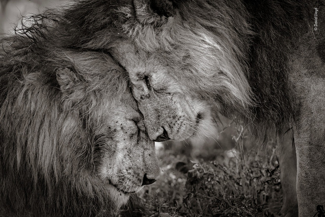 Cùng ngắm những tấm ảnh đẹp nhất trong cuộc thi The Wildlife Photographer of the Year 2018 - Ảnh 5. Cùng ngắm những tấm ảnh đẹp nhất trong cuộc thi The Wildlife Photographer of the Year 2018 - Ảnh 5.