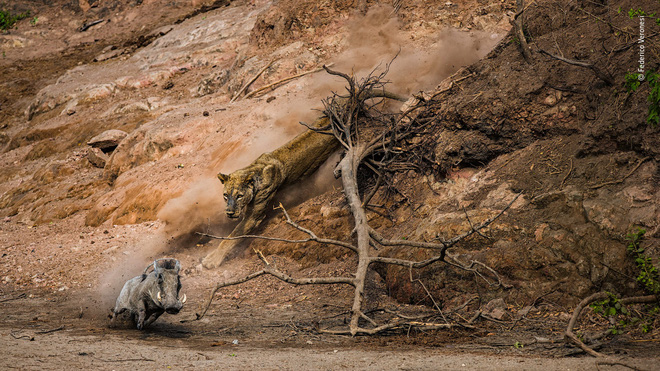 Cùng ngắm những tấm ảnh đẹp nhất trong cuộc thi The Wildlife Photographer of the Year 2018 - Ảnh 7. Cùng ngắm những tấm ảnh đẹp nhất trong cuộc thi The Wildlife Photographer of the Year 2018 - Ảnh 7.