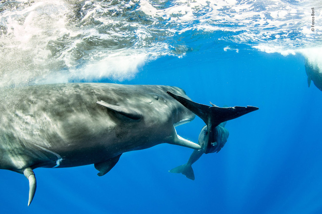 Cùng ngắm những tấm ảnh đẹp nhất trong cuộc thi The Wildlife Photographer of the Year 2018 - Ảnh 8. Cùng ngắm những tấm ảnh đẹp nhất trong cuộc thi The Wildlife Photographer of the Year 2018 - Ảnh 8.