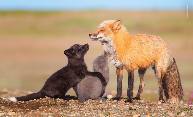 Cùng ngắm những tấm ảnh đẹp nhất trong cuộc thi The Wildlife Photographer of the Year 2018 - Ảnh 12. Cùng ngắm những tấm ảnh đẹp nhất trong cuộc thi The Wildlife Photographer of the Year 2018 - Ảnh 12.