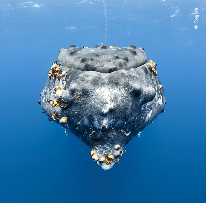 Cùng ngắm những tấm ảnh đẹp nhất trong cuộc thi The Wildlife Photographer of the Year 2018 - Ảnh 13. Cùng ngắm những tấm ảnh đẹp nhất trong cuộc thi The Wildlife Photographer of the Year 2018 - Ảnh 13.