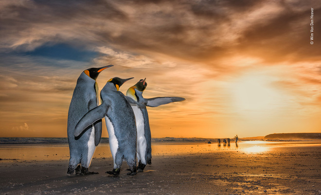 Cùng ngắm những tấm ảnh đẹp nhất trong cuộc thi The Wildlife Photographer of the Year 2018 - Ảnh 14. Cùng ngắm những tấm ảnh đẹp nhất trong cuộc thi The Wildlife Photographer of the Year 2018 - Ảnh 14.