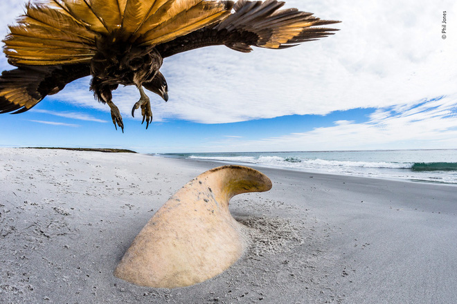 Cùng ngắm những tấm ảnh đẹp nhất trong cuộc thi The Wildlife Photographer of the Year 2018 - Ảnh 15. Cùng ngắm những tấm ảnh đẹp nhất trong cuộc thi The Wildlife Photographer of the Year 2018 - Ảnh 15.