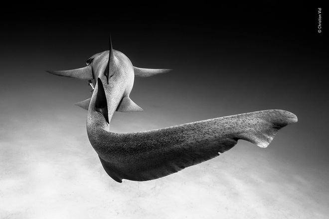 Cùng ngắm những tấm ảnh đẹp nhất trong cuộc thi The Wildlife Photographer of the Year 2018 - Ảnh 16. Cùng ngắm những tấm ảnh đẹp nhất trong cuộc thi The Wildlife Photographer of the Year 2018 - Ảnh 16.