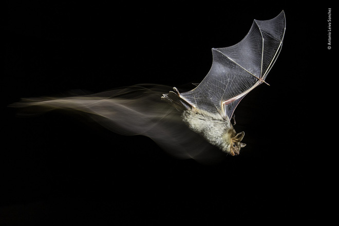 Cùng ngắm những tấm ảnh đẹp nhất trong cuộc thi The Wildlife Photographer of the Year 2018 - Ảnh 19. Cùng ngắm những tấm ảnh đẹp nhất trong cuộc thi The Wildlife Photographer of the Year 2018 - Ảnh 19.