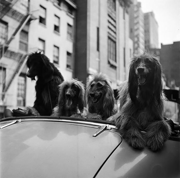 59ad111282a0b-vintage-photographs-new-york-street-life-stanley-kubrick-8-59a94581034c2__700.jpg Đang tải 59ad111282a0b-vintage-photographs-new-york-street-life-stanley-kubrick-8-59a94581034c2__700.jpg…