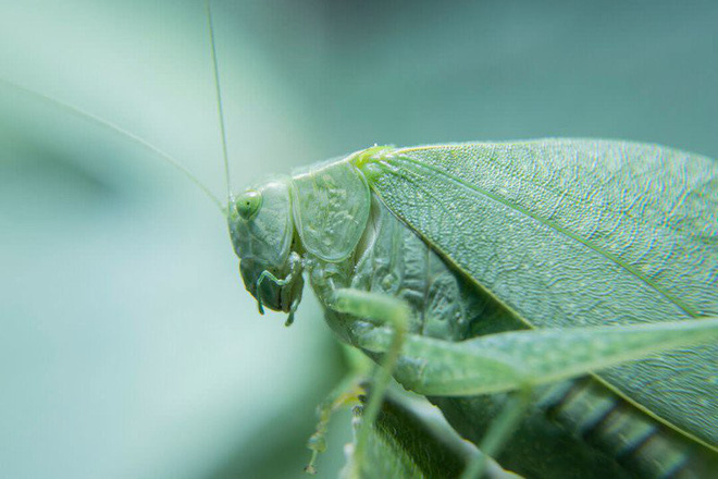 Ánh sáng thực sự rất quan trọng với nhiếp ảnh macro, nhưng làm thế nào để có ánh sáng đẹp? - Ảnh 24.