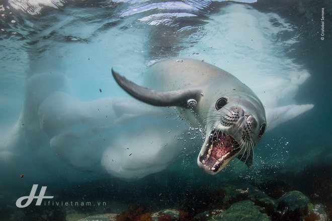 Cùng ngắm những tấm ảnh đẹp nhất trong cuộc thi The Wildlife Photographer of the Year 2018 - Ảnh 4. Cùng ngắm những tấm ảnh đẹp nhất trong cuộc thi The Wildlife Photographer of the Year 2018 - Ảnh 4.