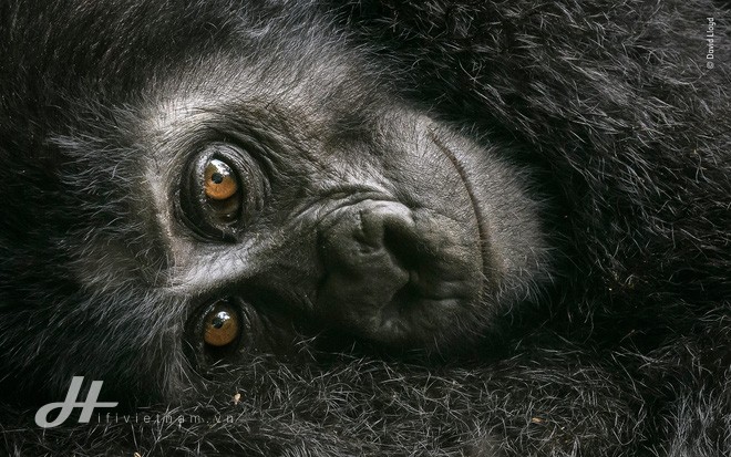 Cùng ngắm những tấm ảnh đẹp nhất trong cuộc thi The Wildlife Photographer of the Year 2018 - Ảnh 9. Cùng ngắm những tấm ảnh đẹp nhất trong cuộc thi The Wildlife Photographer of the Year 2018 - Ảnh 9.