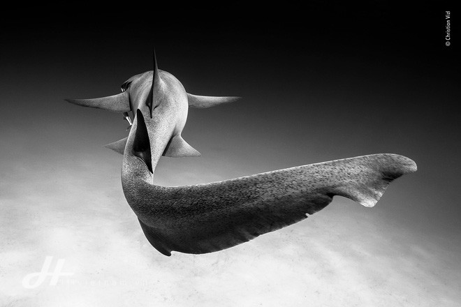 Cùng ngắm những tấm ảnh đẹp nhất trong cuộc thi The Wildlife Photographer of the Year 2018 - Ảnh 16. Cùng ngắm những tấm ảnh đẹp nhất trong cuộc thi The Wildlife Photographer of the Year 2018 - Ảnh 16.