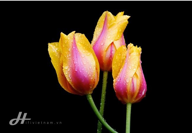 Những cách đơn giản để cải thiện bố cục trong nhiếp ảnh 